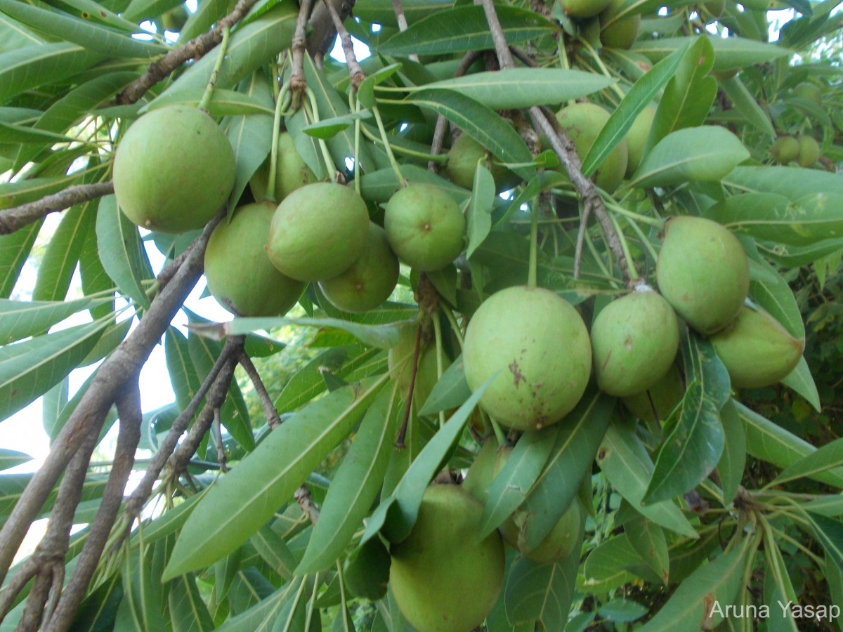 Madhuca longifolia (J.Koenig ex L.) J.F.Macbr.